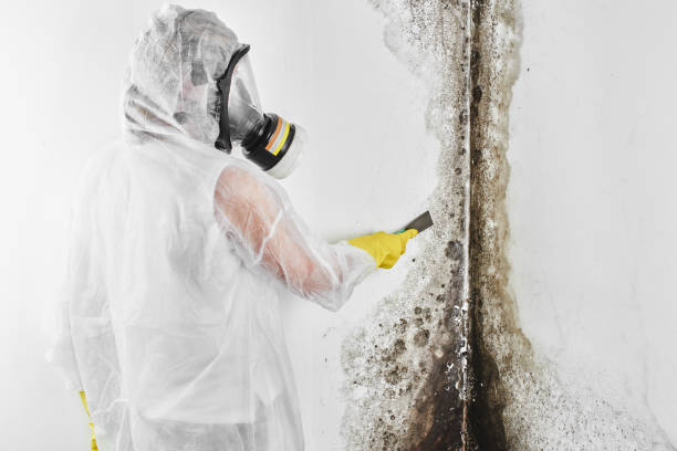 Best Mold Damage Repair  in Leonia, NJ