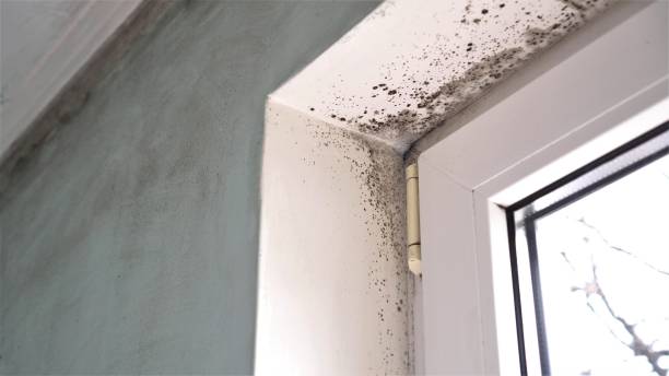 Mold Removal and Inspection in Leonia, NJ