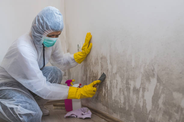 Best Mold Cleaning Services  in Leonia, NJ