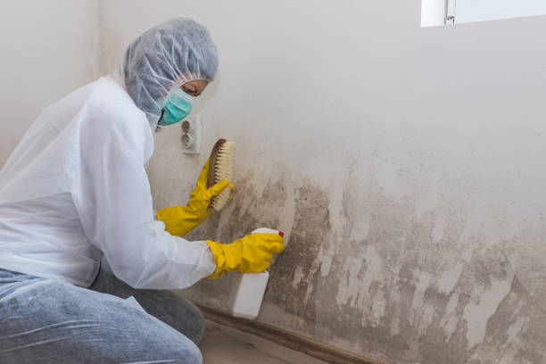 Best Local Mold Removal Service  in Leonia, NJ