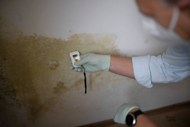 Best Same-Day Mold Removal  in Leonia, NJ