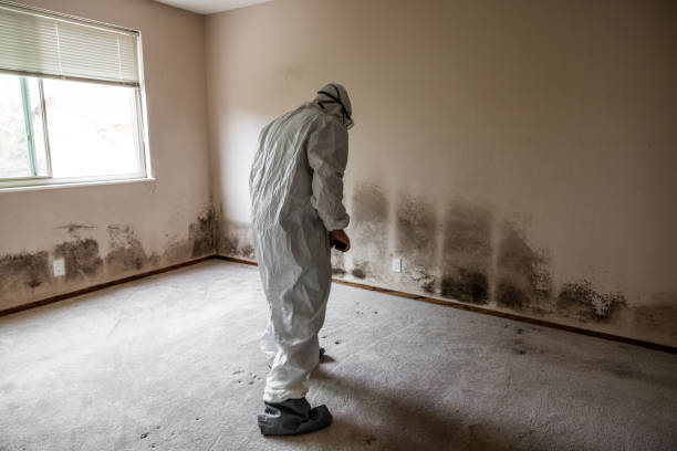 Leonia, NJ Mold Removal Company