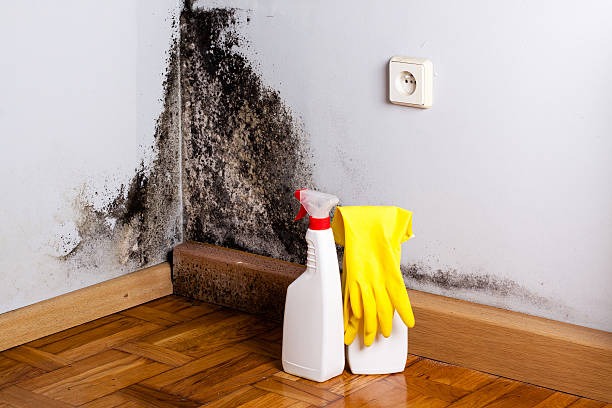 Best Mold Removal and Inspection  in Leonia, NJ