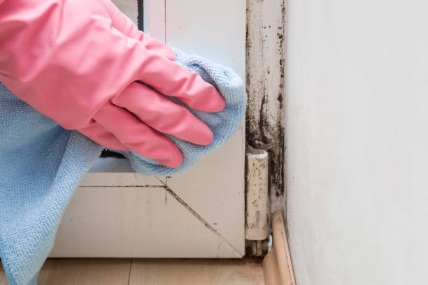 Leonia, NJ Mold Removal Pros