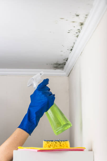 Best Mold Cleaning Services  in Leonia, NJ