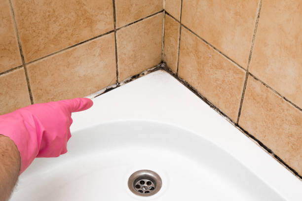 Best Mold Damage Repair  in Leonia, NJ